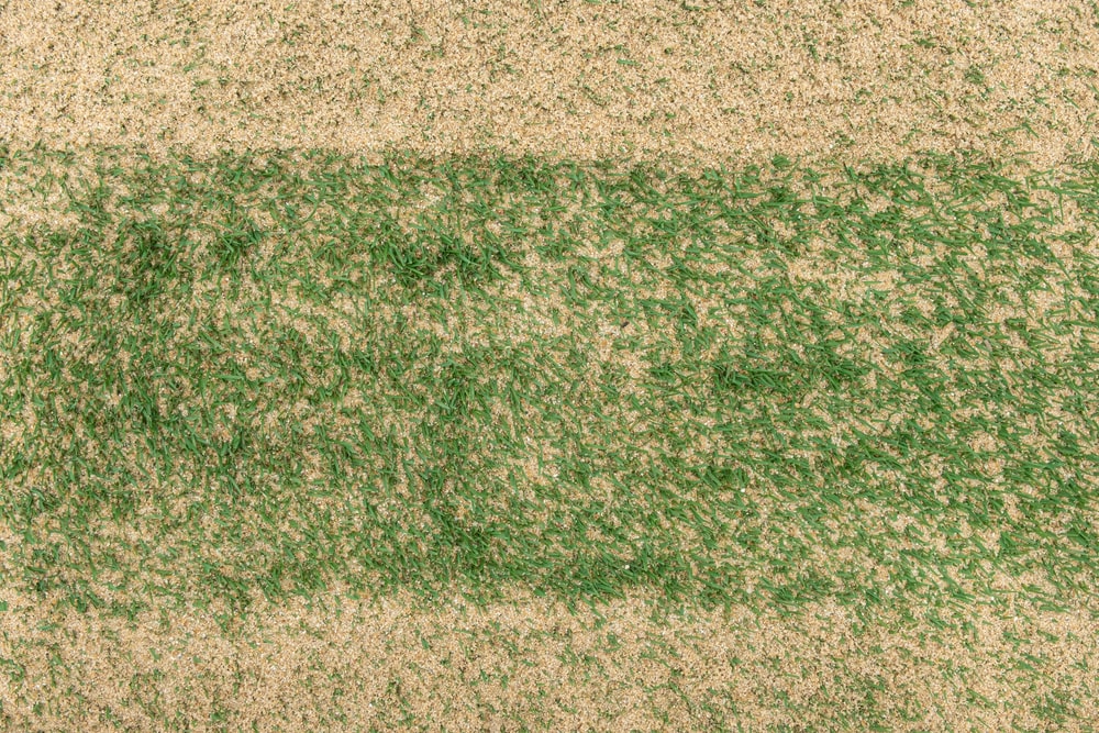 A top down, close shot of a recently topdressed patch of turf.