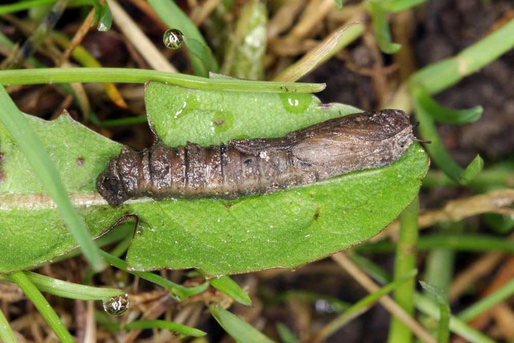leatherjacket on a leaf