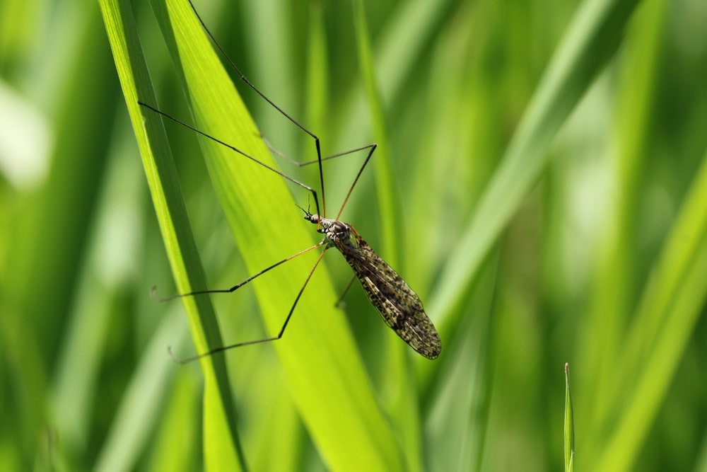 Crane fly