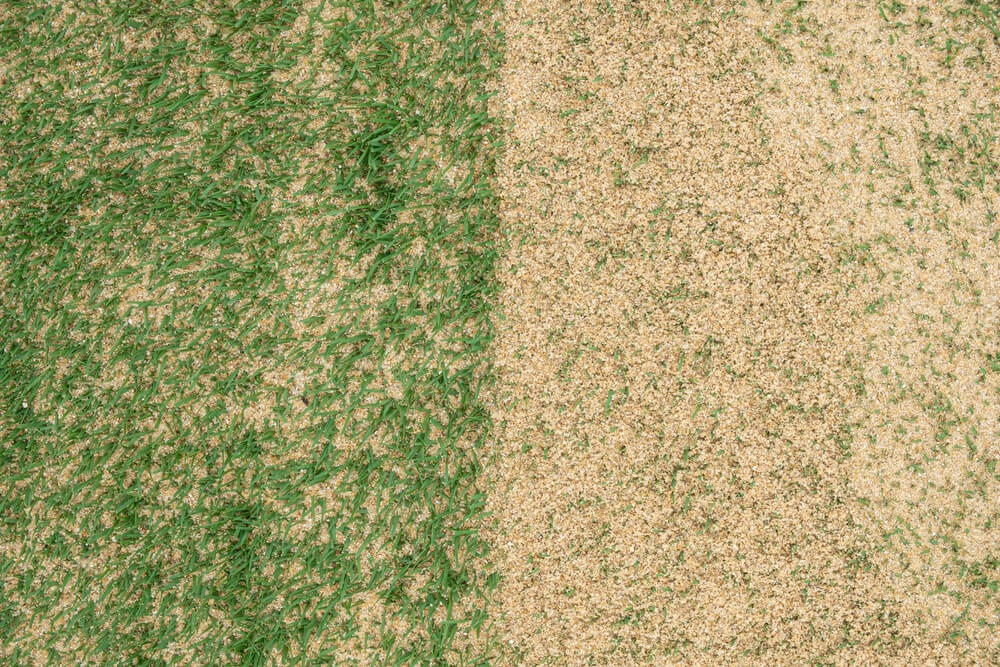 Top dressing result