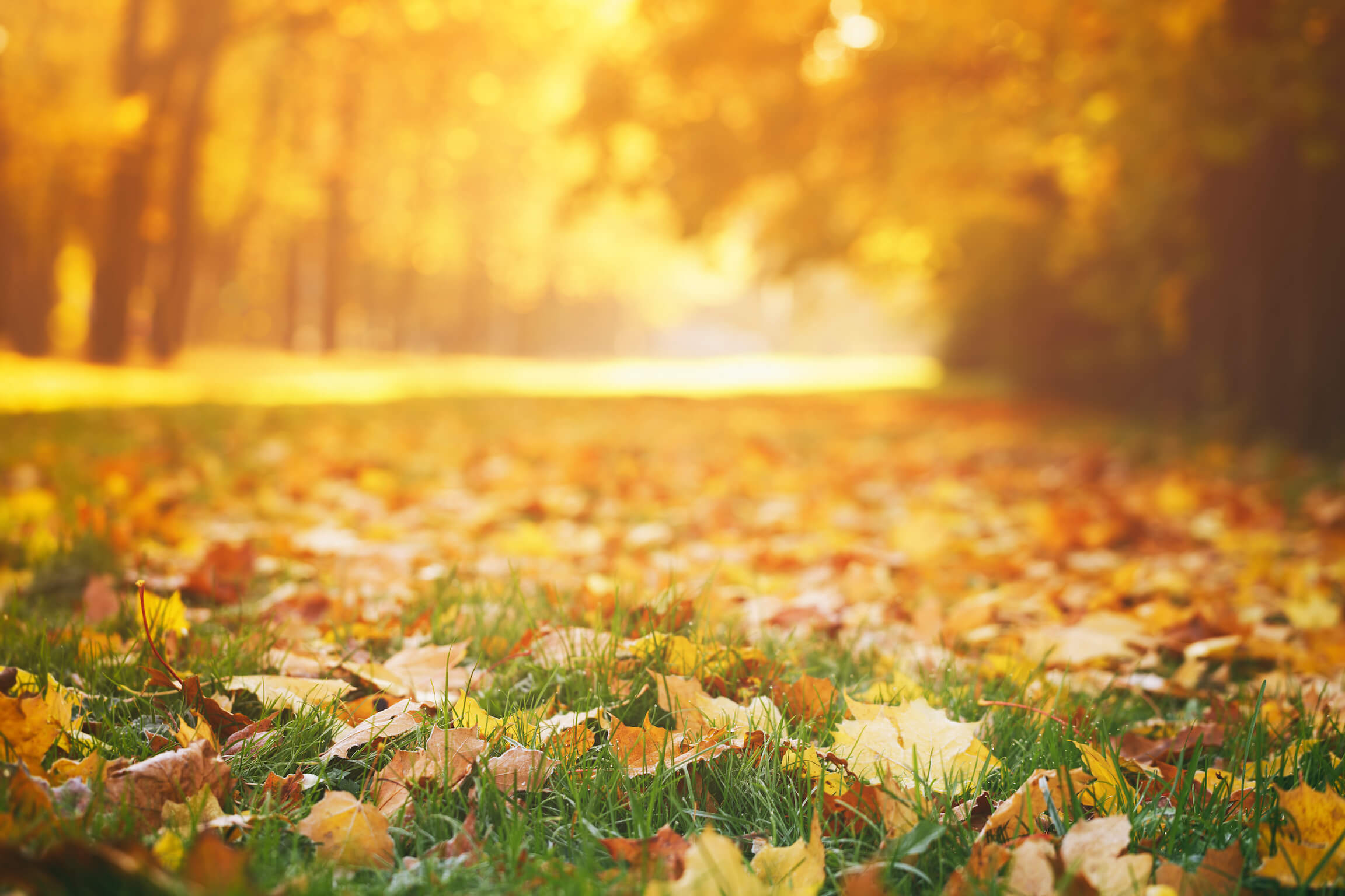 Autumn leaves