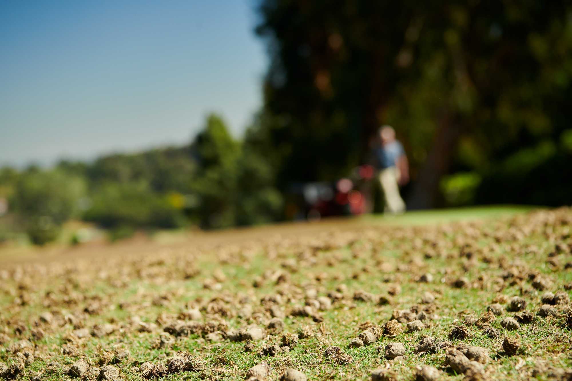 Golf course green after aeration showing soil cores on turf surface to promote healthy root growth and drainage.
