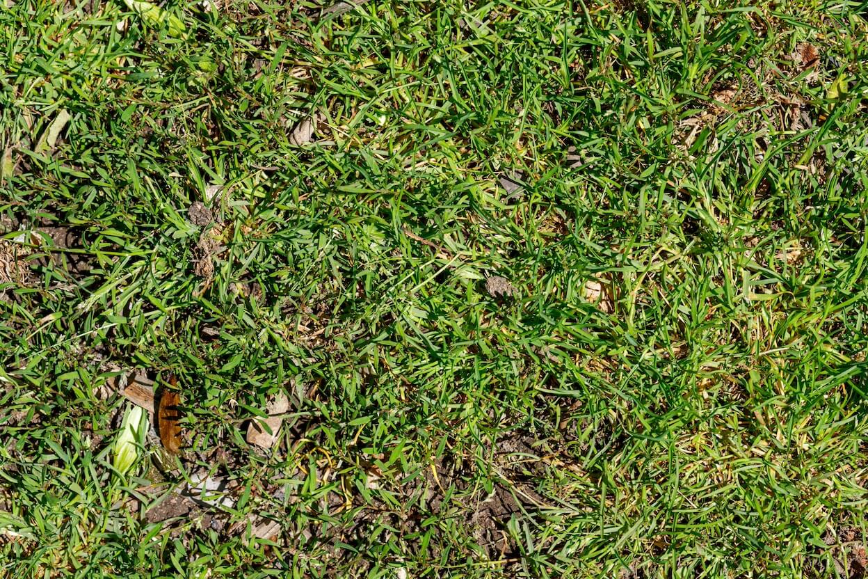 turf debris