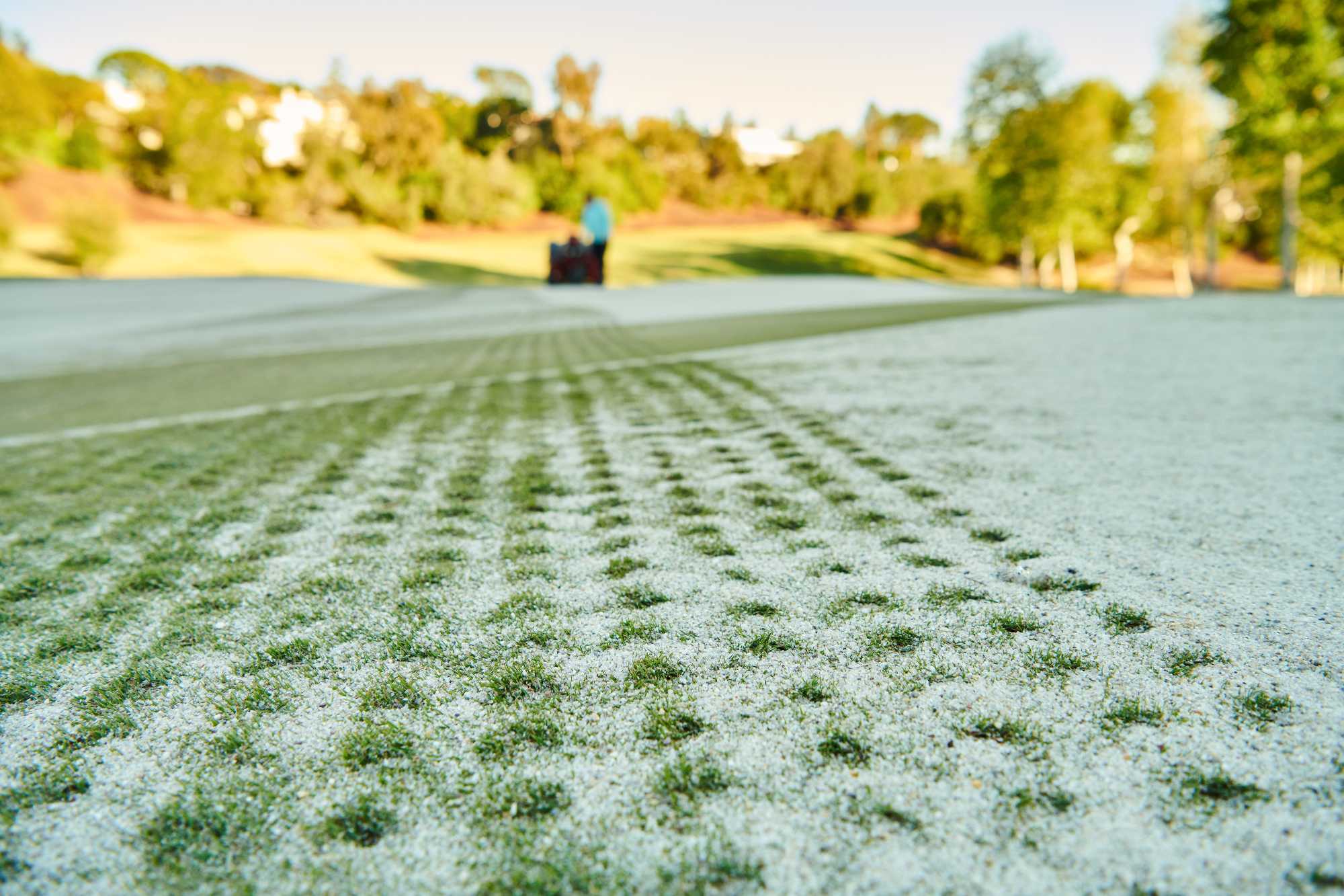 Aeration holes from aerating with a Toro ProCore aerator.