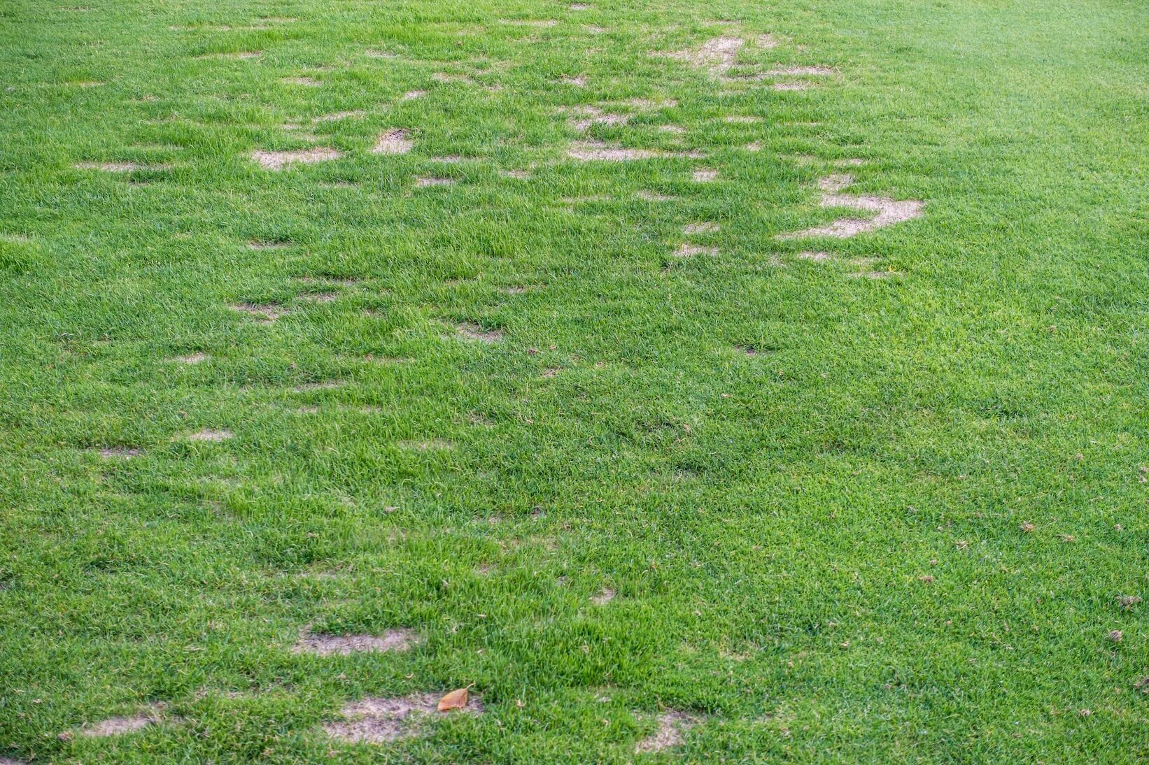 Damaged and patchy turf.