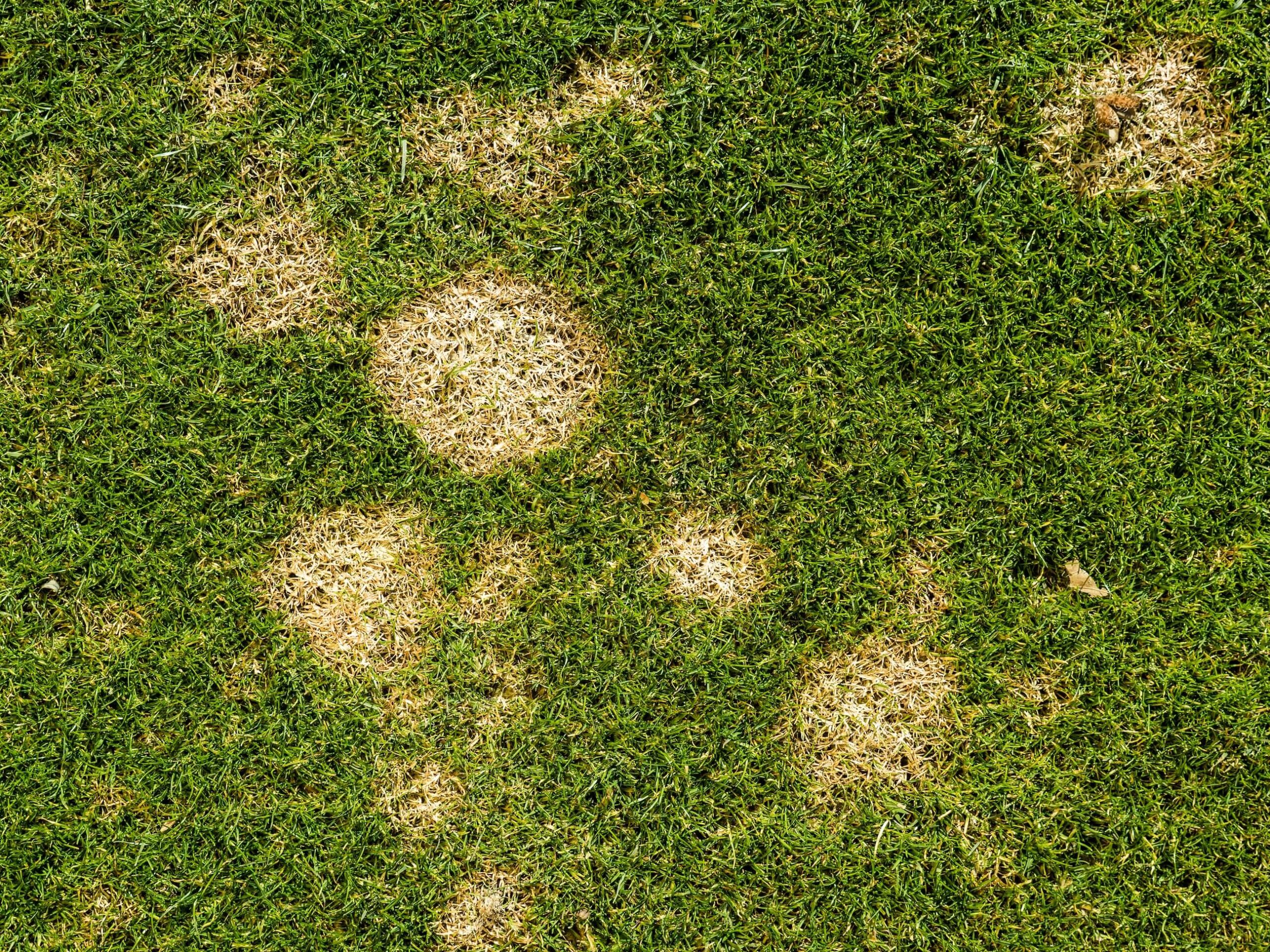 Microdochium Patch turf disease.