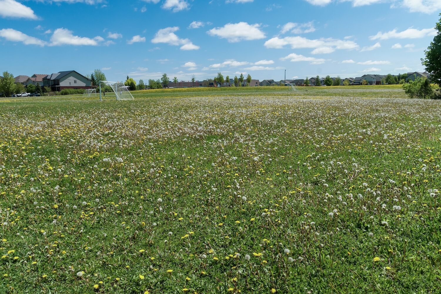 A sports field with lots of weeds growing.