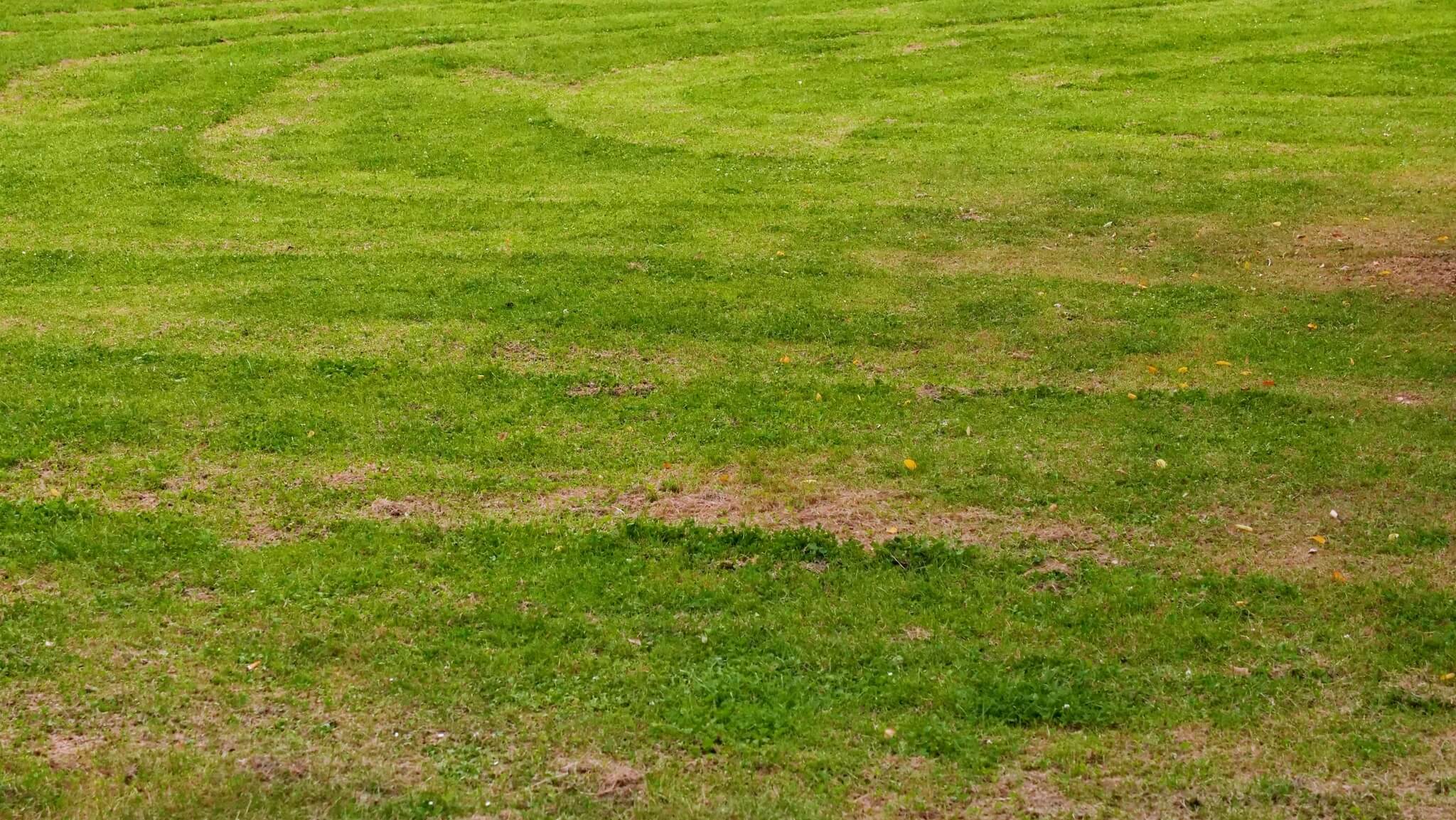 Scalped and torn turf on a golf course.
