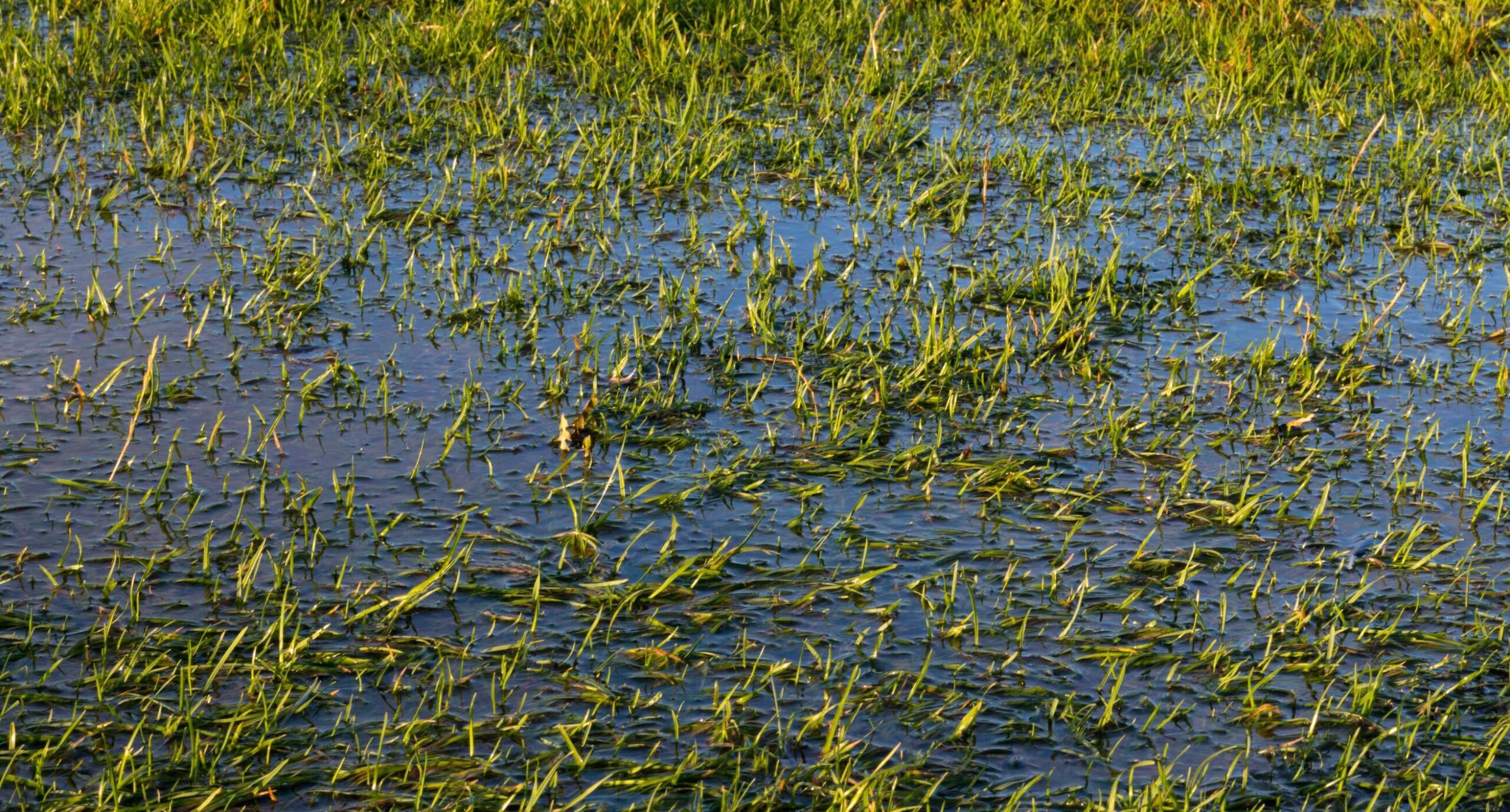 A close-up of sports turf under water due to rainfall.