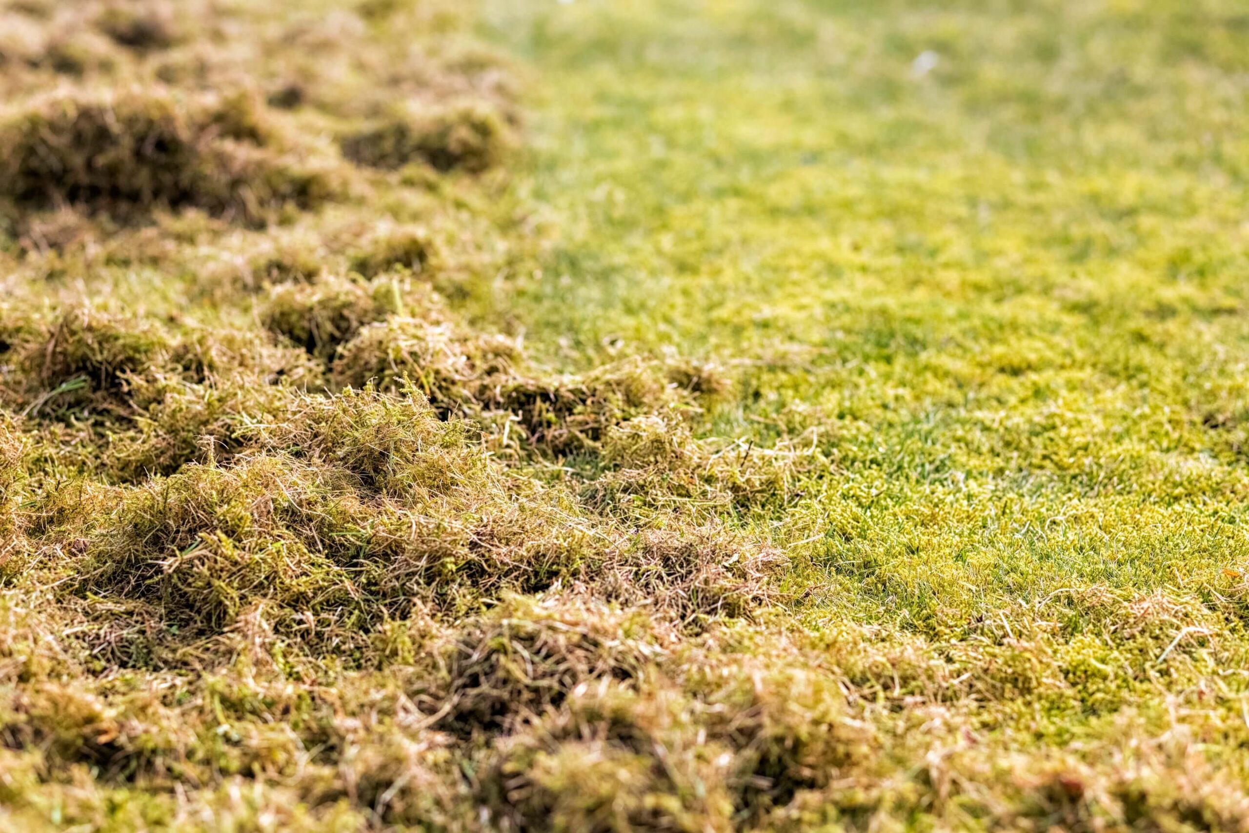 The after appearance of scarifying.