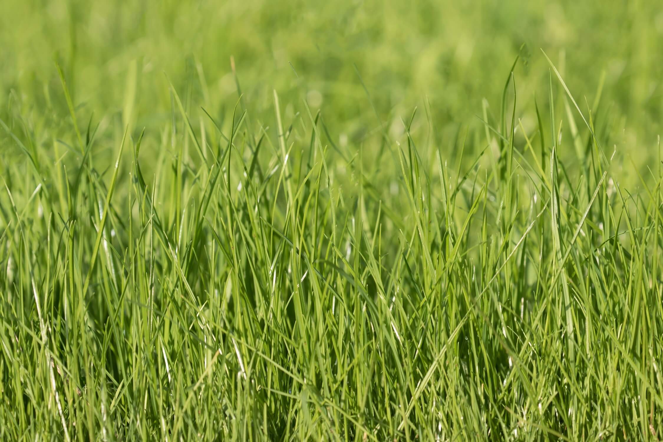 Perennial ryegrass (Lolium perenne).