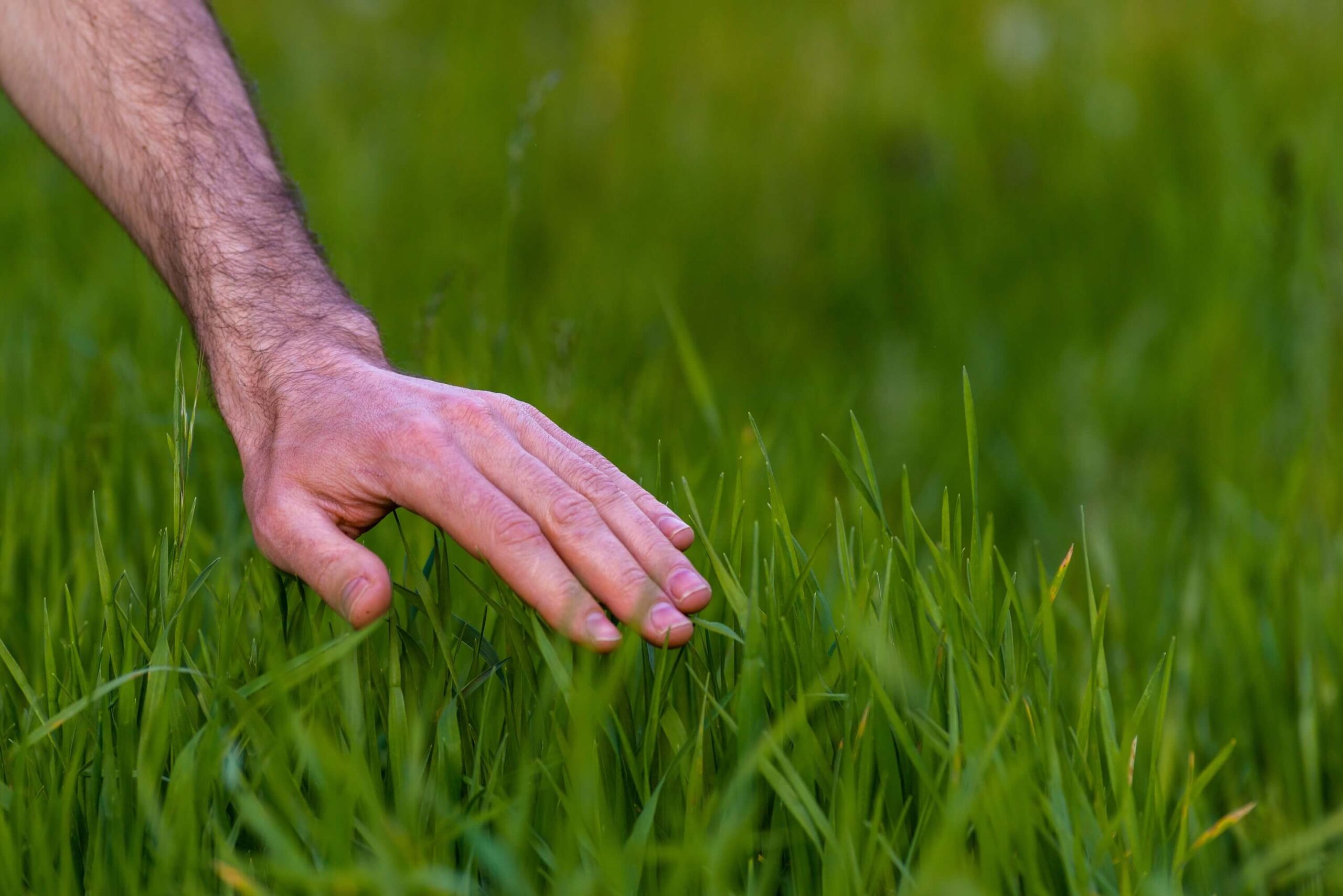 A person's hand leaning to feel fescue grass.