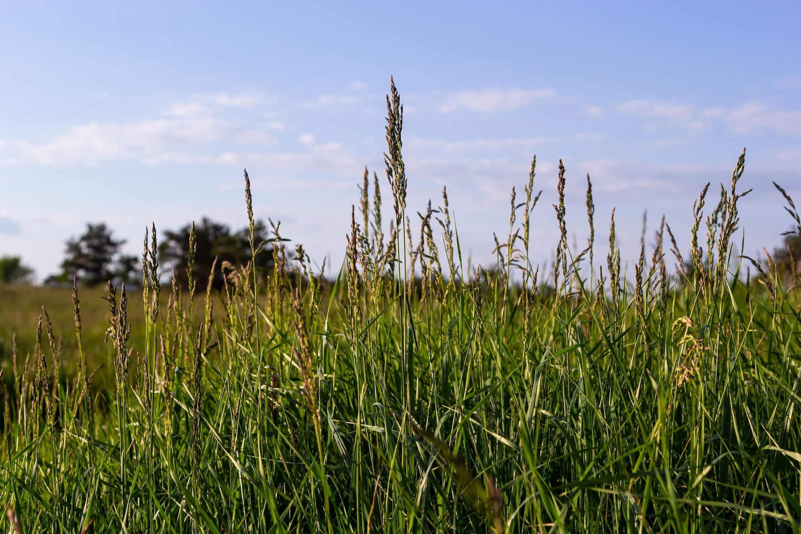 Smooth-stalked meadow grass (Poa pratensis).