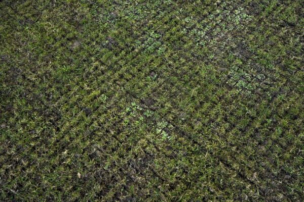 The appearance of turf after it has been scarified.