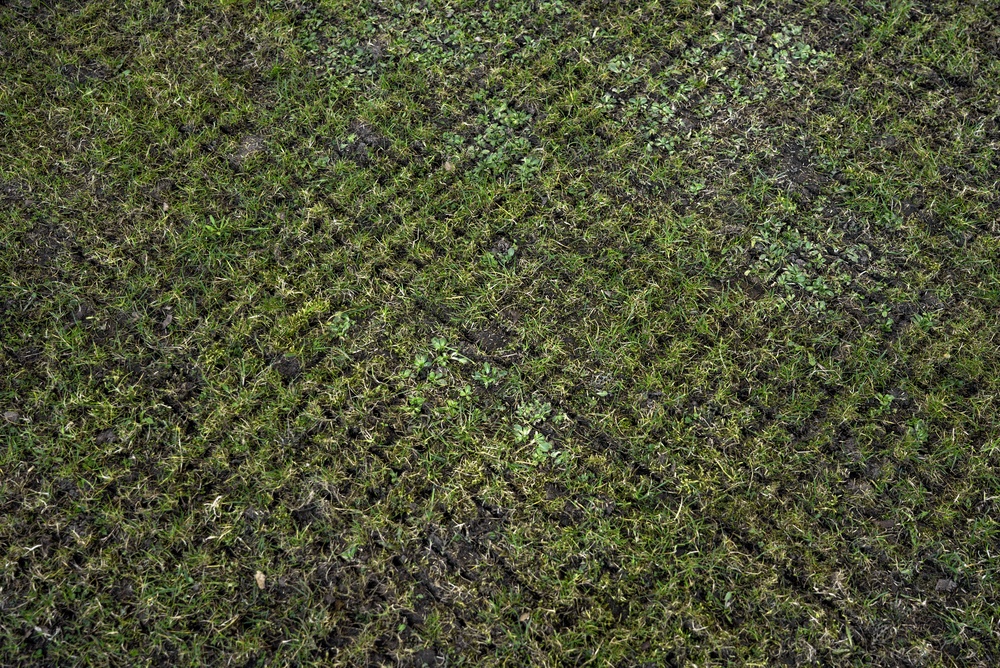 The appearance of turf after it has been scarified.
