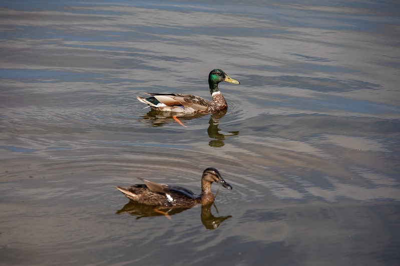 Ducks on the new lake at RHS Wisley, where a new fountain has been installed by Otterbine