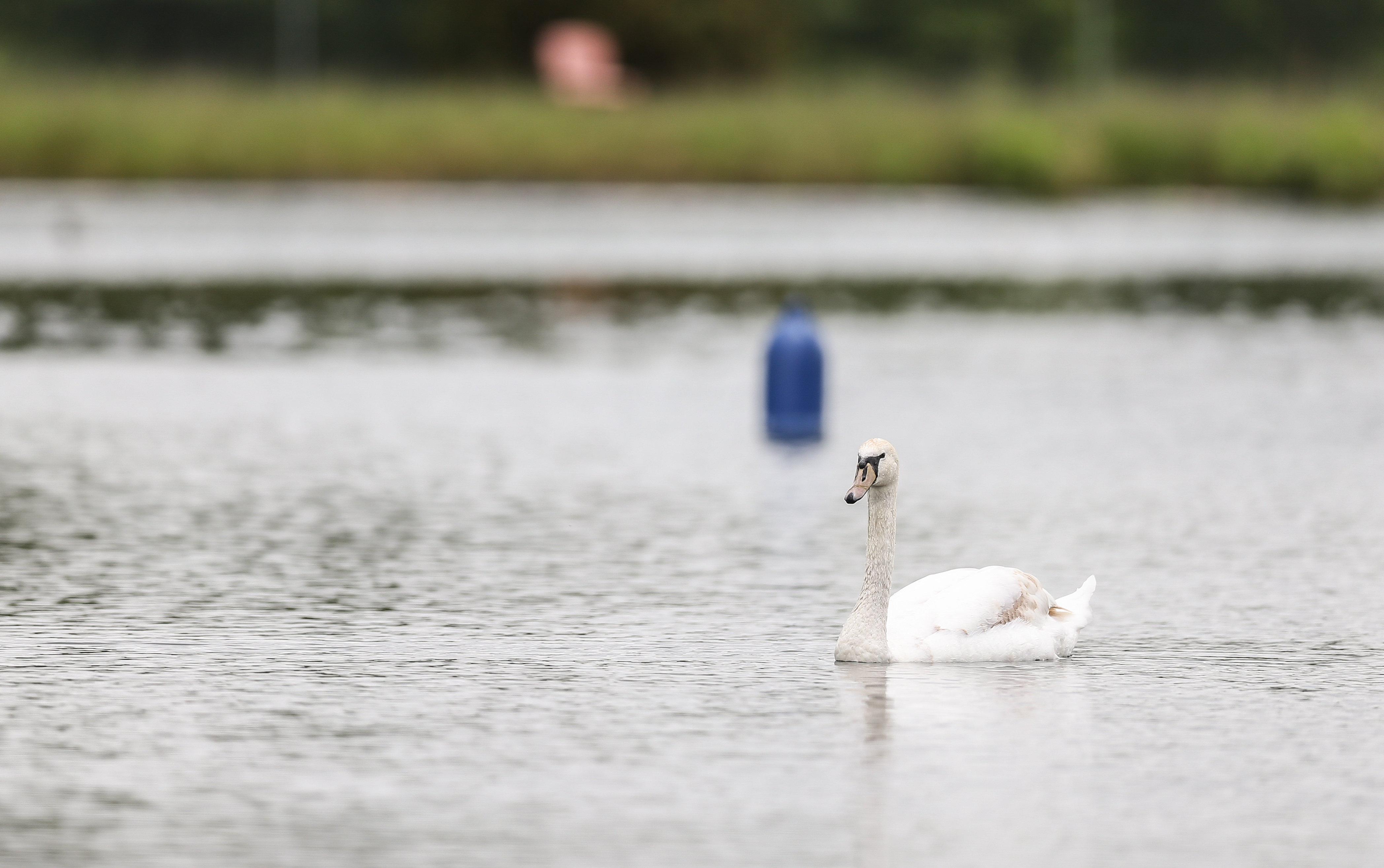 Frilford Park’s reservoir now has lots of new inhabitants.