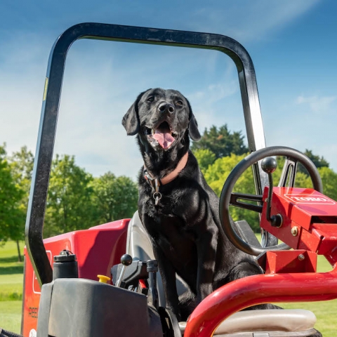 Toro the dog arrived at the club in the same week as a new fleet of Toro machinery!