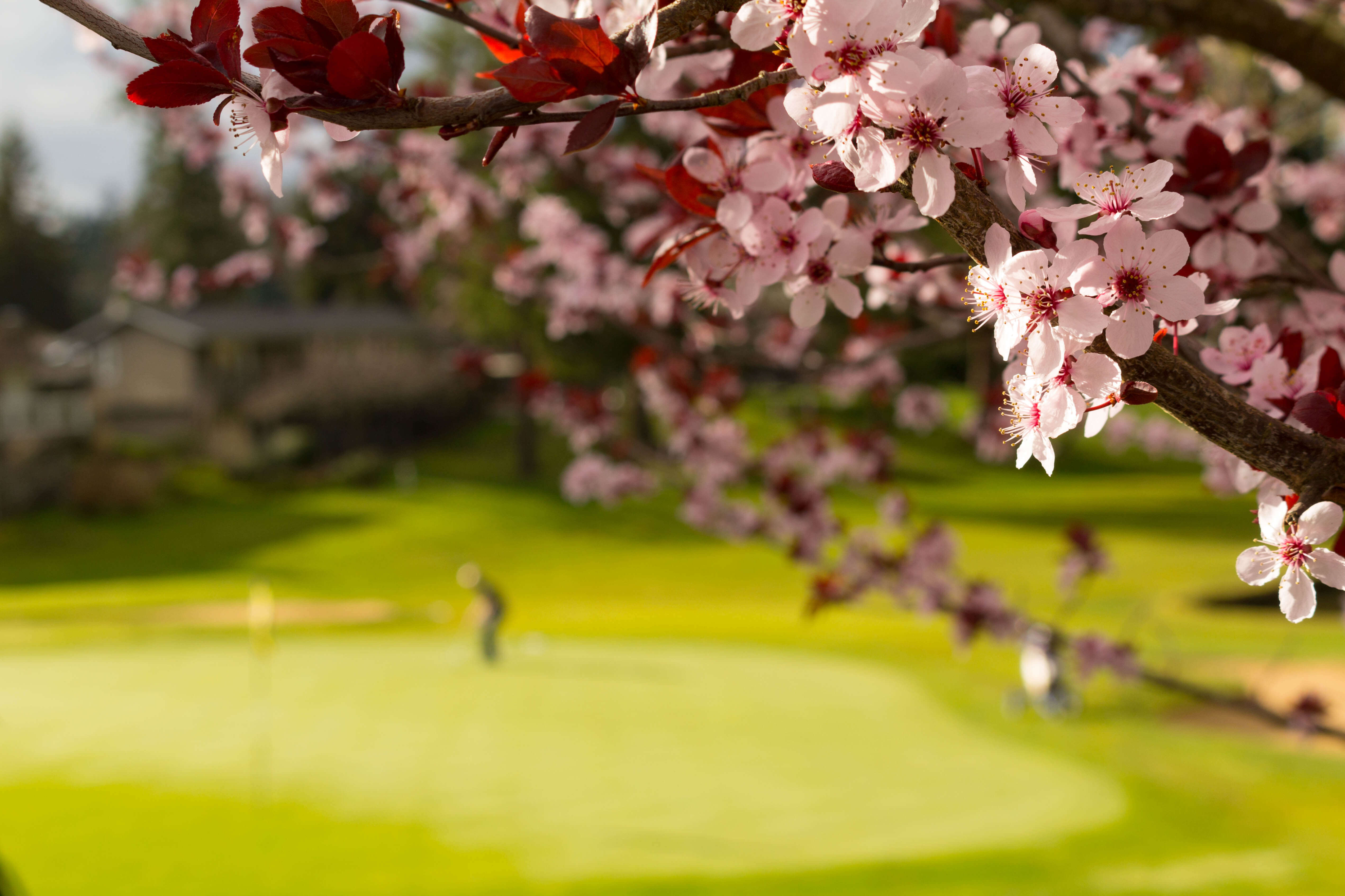 A close up of pink flowers on a tree, a man in golfing in the background.